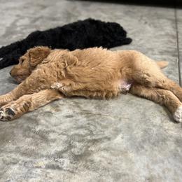 Saint Berdoodle Puppies from Highland Ridge Doodles