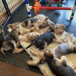 "Nap Time 😴" Lakeland Terrier Puppies from Wakefield Lakelands