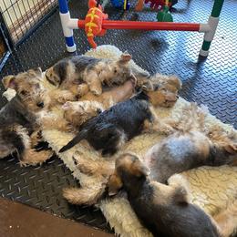 "Nap Time 😴" Lakeland Terrier Puppies from Wakefield Lakelands