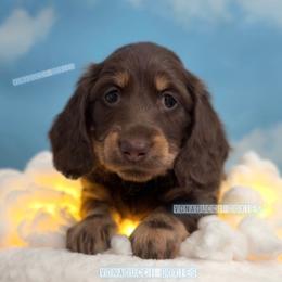 Cessna - Chocolate and tan female Dachshund puppy in Chandler, Arizona from Vonaducci Doxies, LLC.