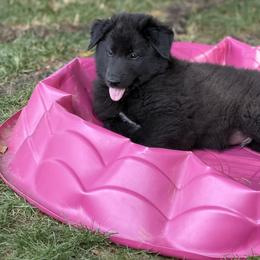 Boy 3 - Black male Belgian Sheepdog puppy in Nazareth, Pennsylvania from Chancery Belgians