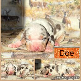 Doe - White merle female Catahoula Leopard Dog puppy in Forbes, Minnesota from North Country Catahoulas