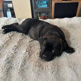 Purple Girl - Black brindle female Cane Corso puppy in Piedmont, South Dakota from Twisted Sisters