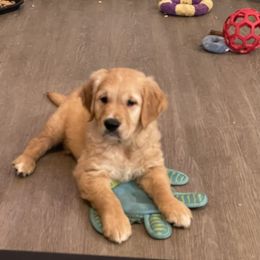 Golden Retriever Puppies from Family Loved Golden Retrievers
