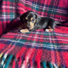 Mr. T - Black and tan male Dachshund puppy in Harrisburg, Oregon from Funny Farm Dachshunds