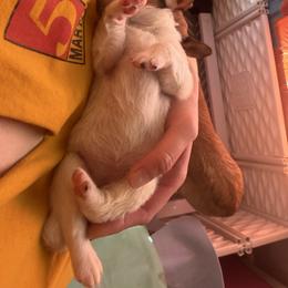 Girl 2 - Fawn female Companion Cross puppy in Yucca Valley, California from Oasis Companion Canines