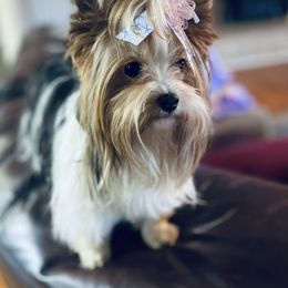 Shine - Yorkshire Terrier