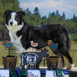 Australian Shepherds from Justus Aussies