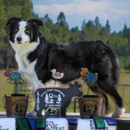 Australian Shepherds from Justus Aussies