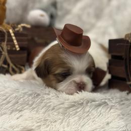 Lloyd - Liver and white male Shih Tzu puppy in Middleboro, Massachusetts from Highland Farm