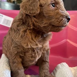 Girl 4 - Red  female Poodle puppy in Anaheim, California from Amelia's Poodles