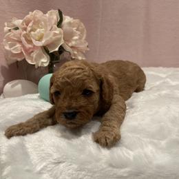 Cockapoo Puppies from Martin's Cockapoos