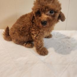 Rusty - Red  male Poodle puppy in Richmond, Missouri from Natalie's Happy Fur Paw's