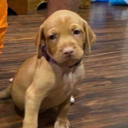 Vizsla Puppies from Woller Vizsla's