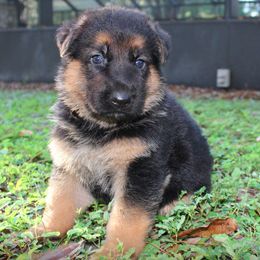 German Shepherd Puppies from Trick Dog & Farm Dog Certified & Urban Canine Good Citizen