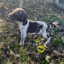 Kimber - female German Shorthaired Pointer puppy in Oxford, Ohio from LyonHeart