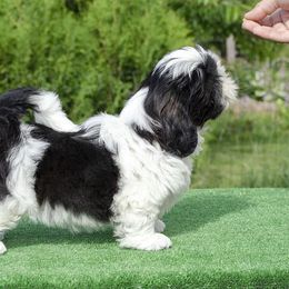 Shih Tzu Puppies from The Shih Tzu Life