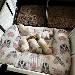 French Bulldog Puppies from The Midwest Frenchies