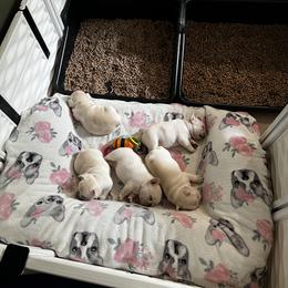 French Bulldog Puppies from The Midwest Frenchies
