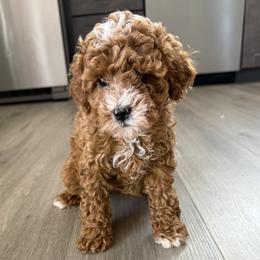 Girl - Red female Cavapoo puppy in Orange, California from SoCal Cavapoos