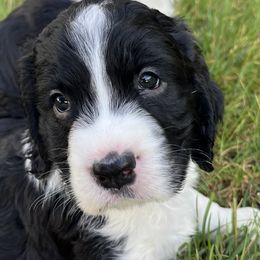 Poppy's Boy 1 - Black and white male English Springer Spaniel puppy in Thompson, Connecticut from Chivalry English Springer Spaniels