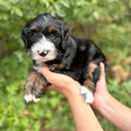Astro - Tri-color male Bernedoodle puppy in Waco, Texas from Blessings Pups Doodles