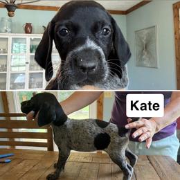 Kate - Black roan female German Shorthaired Pointer puppy in Bethel Springs, Tennessee from Matilda’s Haus Kennel