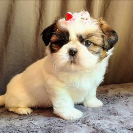 Jenga - Gold and white female Shih Tzu puppy in Memphis, Tennessee from Thorntons Fur Crew