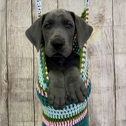 Great Dane Puppies from Lazuli Great Danes