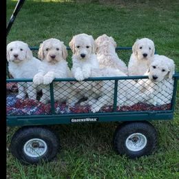 Goldendoodle Puppies from Lesia's Goldendoodles