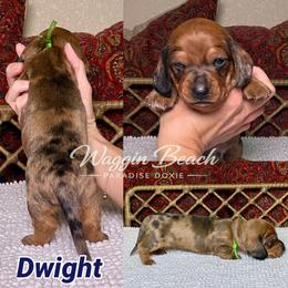 Dwight - Dapple male Dachshund puppy in Sulphur Springs, Texas from Waggin Beach Paradise Doxies