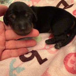 Rummy - Black and tan female Dachshund puppy in Las Vegas, Nevada from Desert Dachshunds