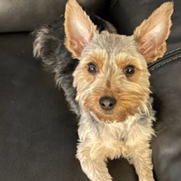 Yorkshire Terriers from Jueles N Eden