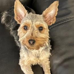 Yorkshire Terriers from Jueles N Eden