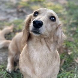 DIXIE - Dachshund