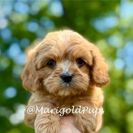 Enzo - Red male Cavapoo puppy in Liberty, Missouri from Marigold Pups