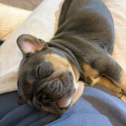 French Bulldog Puppies from Foster Lake Frenchies