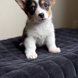 Pembroke Welsh Corgi Puppies from Lake Pepin Corgi's