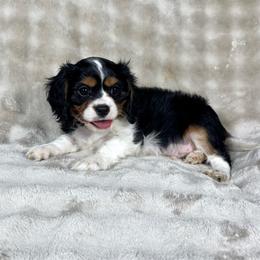 Dodger - Tri-color male Cavalier King Charles Spaniel puppy in Bedias, Texas from JSK Aussie and Cavaliers