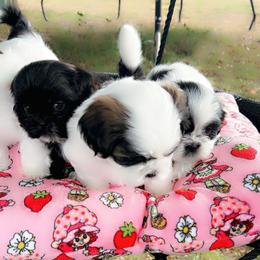 Shih Tzu Puppies from Kaselyn’s puppies