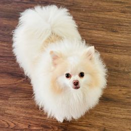 Juliet - White female Pomeranian puppy in Green Cove Springs, Florida from Natasha's Ark of Joy