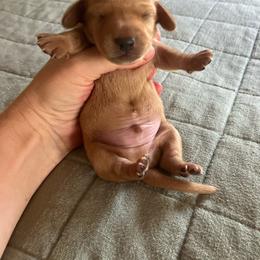 Eastwood - Red male Dachshund puppy in Brave, Pennsylvania from Maple Moon Mini Dachshunds