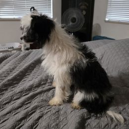 Joey - White and black male Chinese Crested puppy in Utah from Mlee puppies