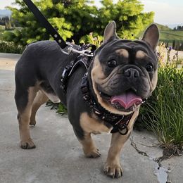 French Bulldog All Grown Up from Felicia DeRose