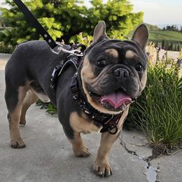 French Bulldog All Grown Up from Felicia DeRose