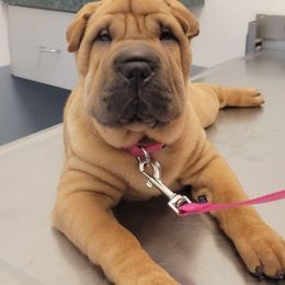 Chinese Shar-Pei Puppies from Sunspire Shar-Pei