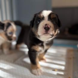 Slate - Black tri male Miniature American Shepherd puppy in Phoenix, Arizona from Outlaw Minis