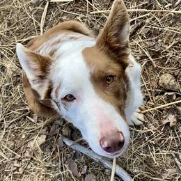 Sage - Border Collie