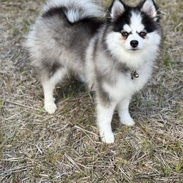 Snuggles - Pomsky