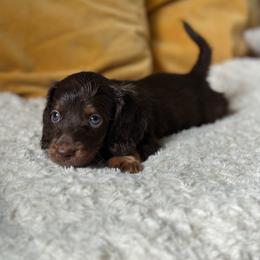 Rudolf - Chocolate and tan male Dachshund puppy in Calexico, California from The house of Dachshund